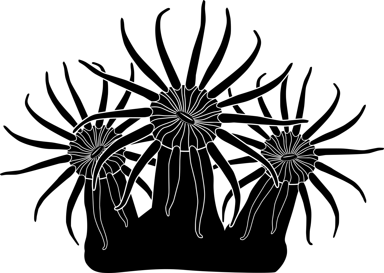 Zoantharia