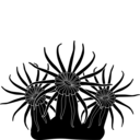 Zoantharia