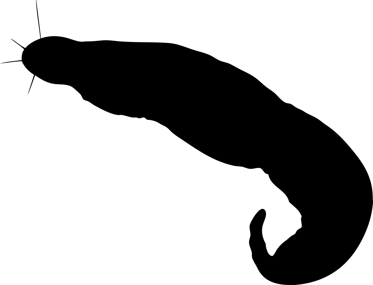 Gnathostomula armata
