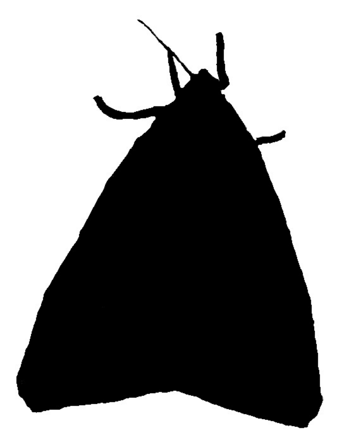 Euplagia quadripunctaria