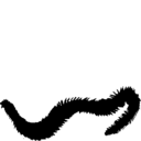 Nereis virens