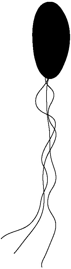 Photobacterium phosphoreum