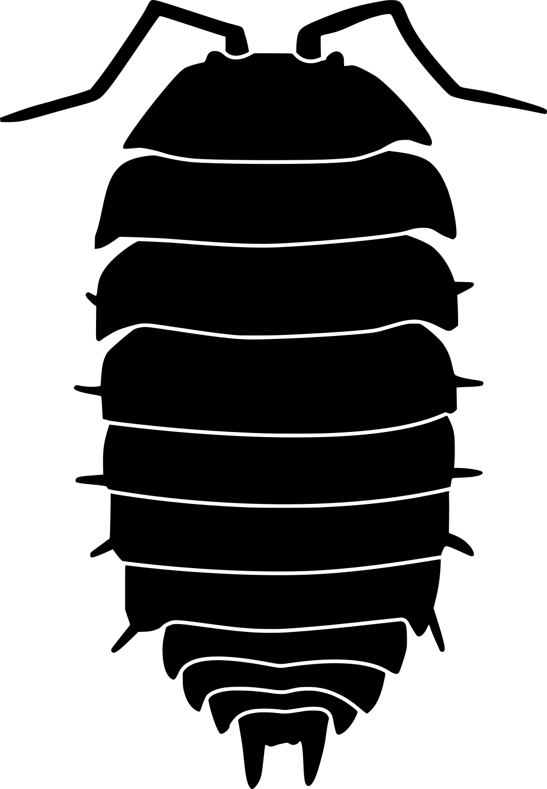 Oniscus asellus