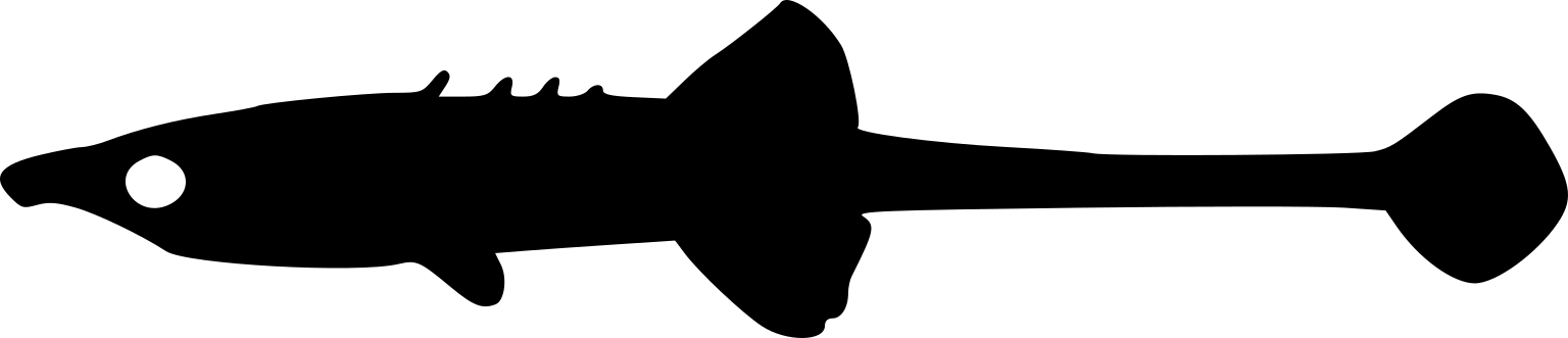 Indostomus paradoxus