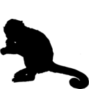 Cebus olivaceus