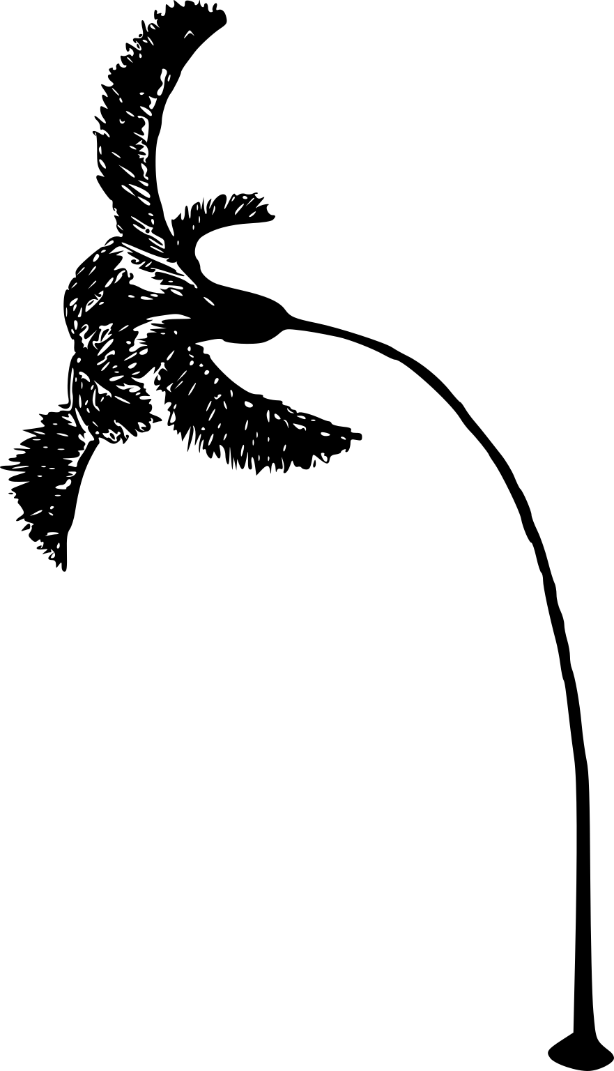 Ptilocrinus