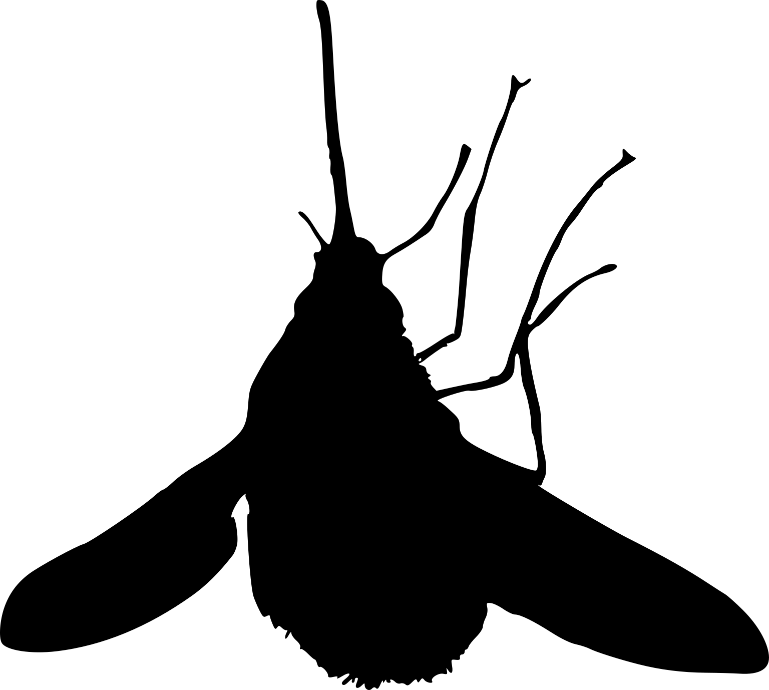 Bombylius major