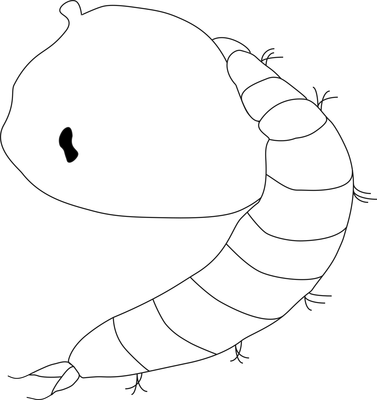 Anopheles