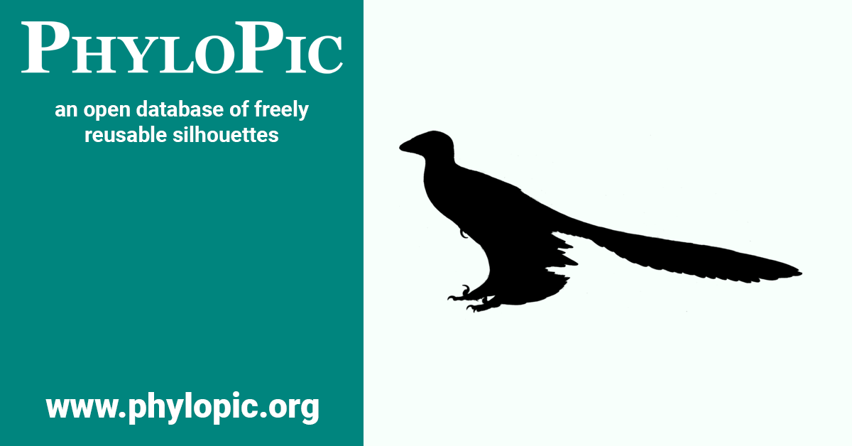 Changyu Raptor Changyuraptor yangi by Emily Willoughby (CC BY-SA 3.0) - PhyloPic