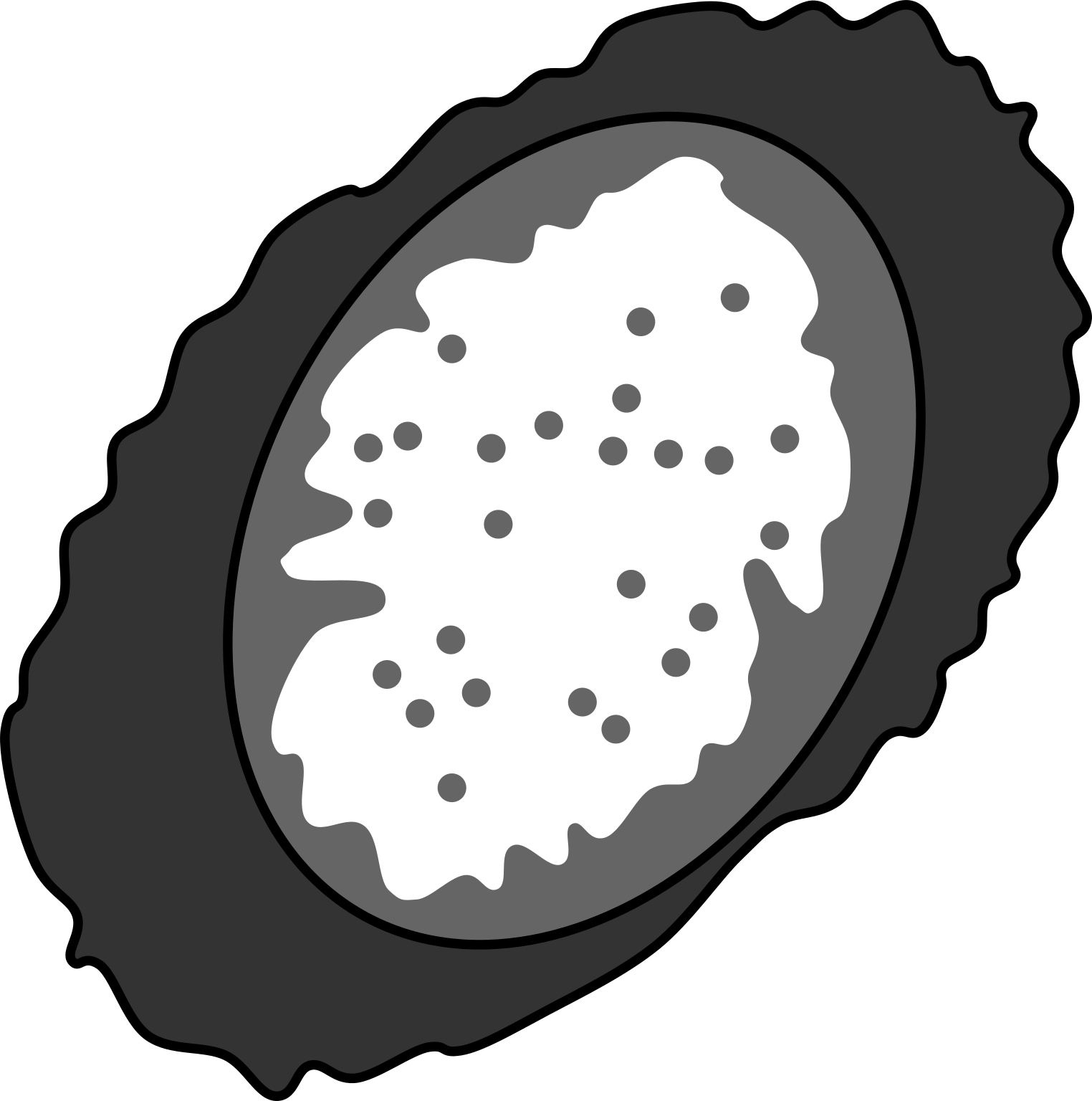 Poribacteria morphotype 4