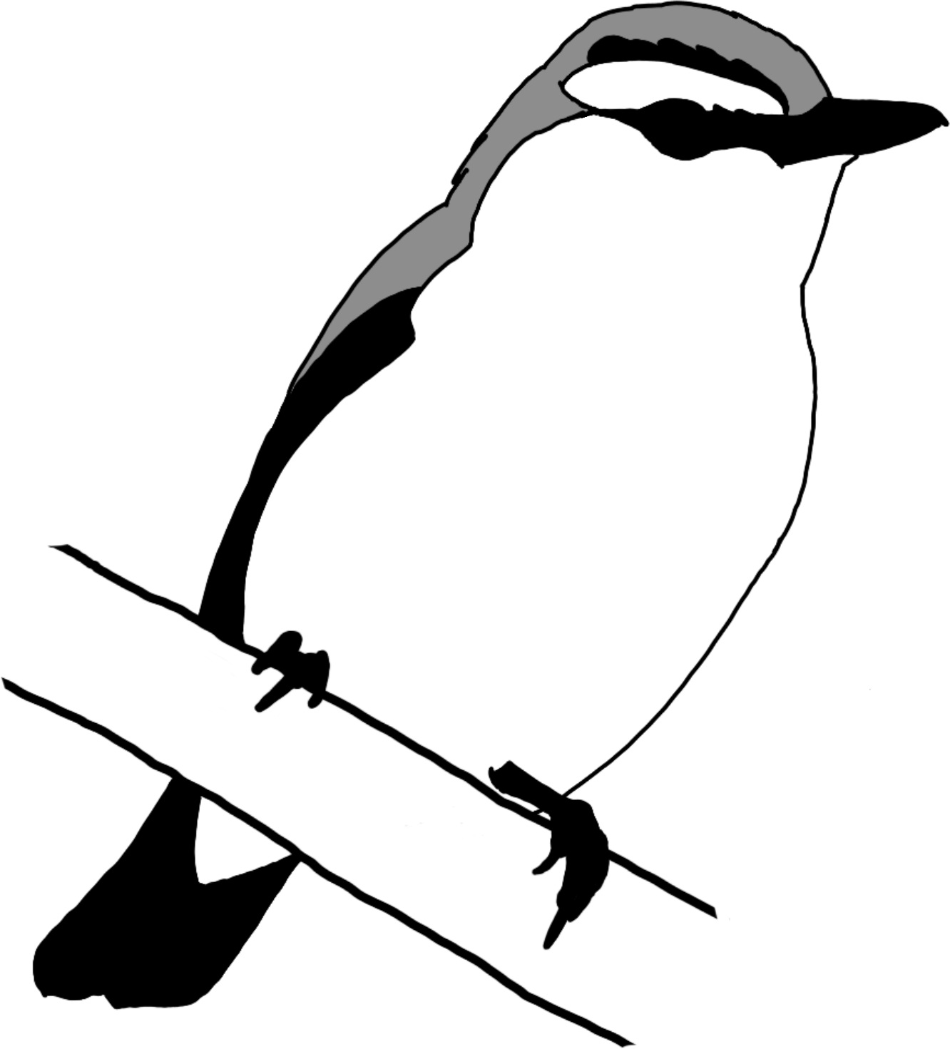 Vireo olivaceus