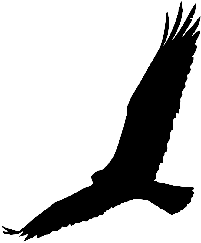 Pandion haliaetus haliaetus