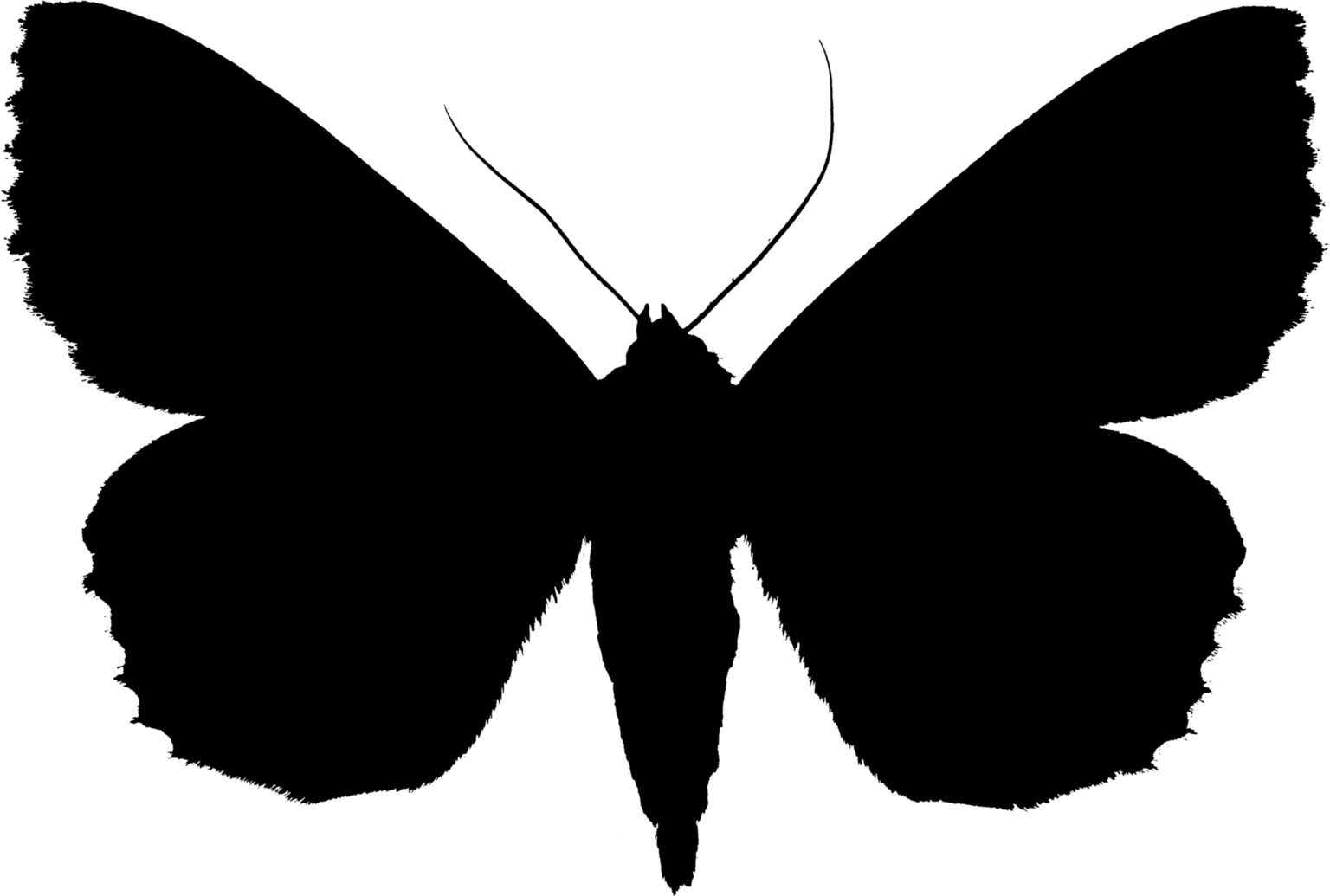 Catocala nupta