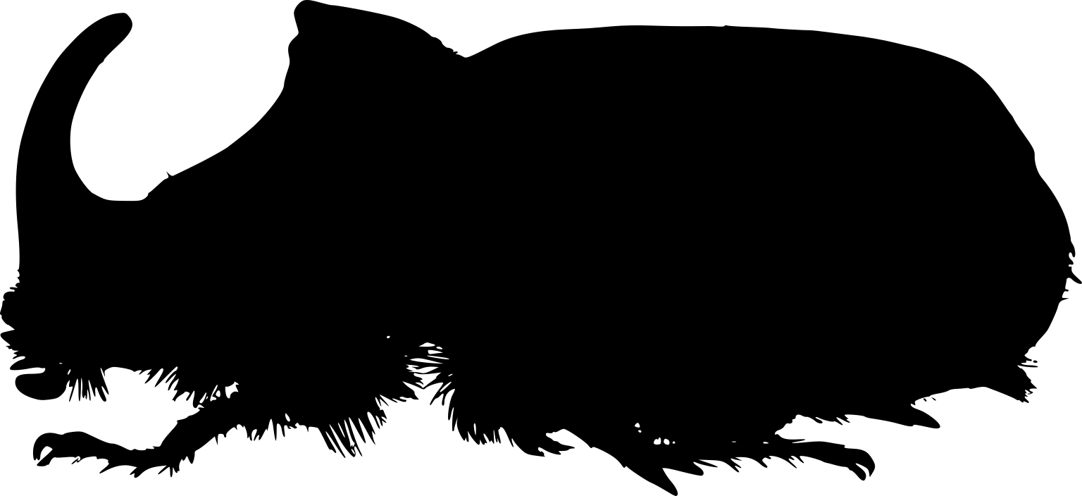 Oryctes nasicornis