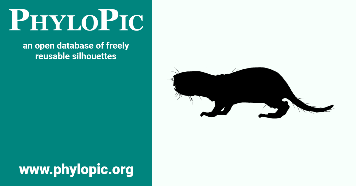 Heterocephalus glaber by Kai R. Caspar (CC BY 3.0) - PhyloPic