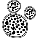 Chlorella vulgaris