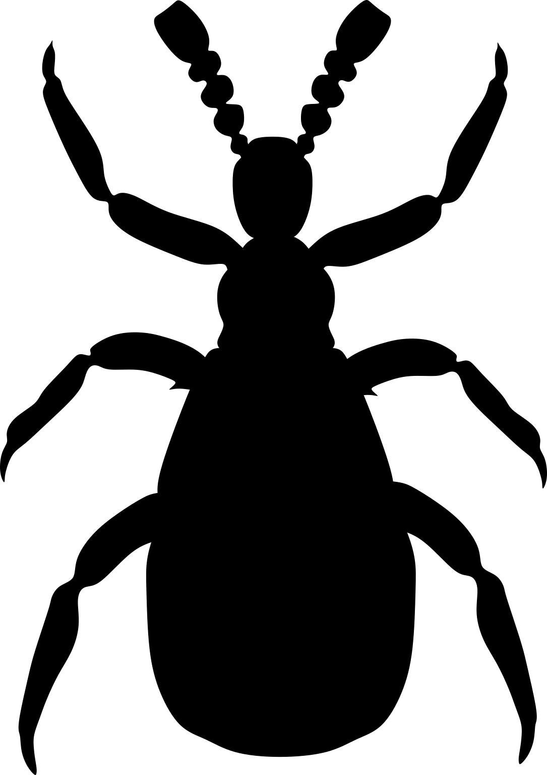 Claviger testaceus