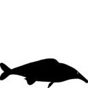 Mormyrus rume proboscirostris