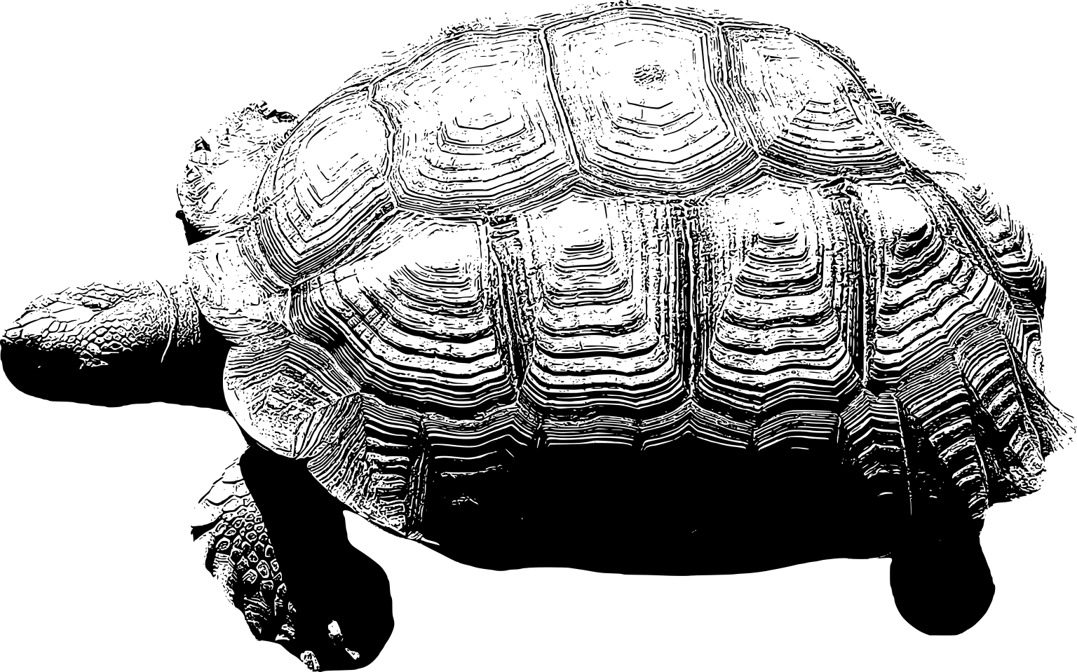 Centrochelys sulcata