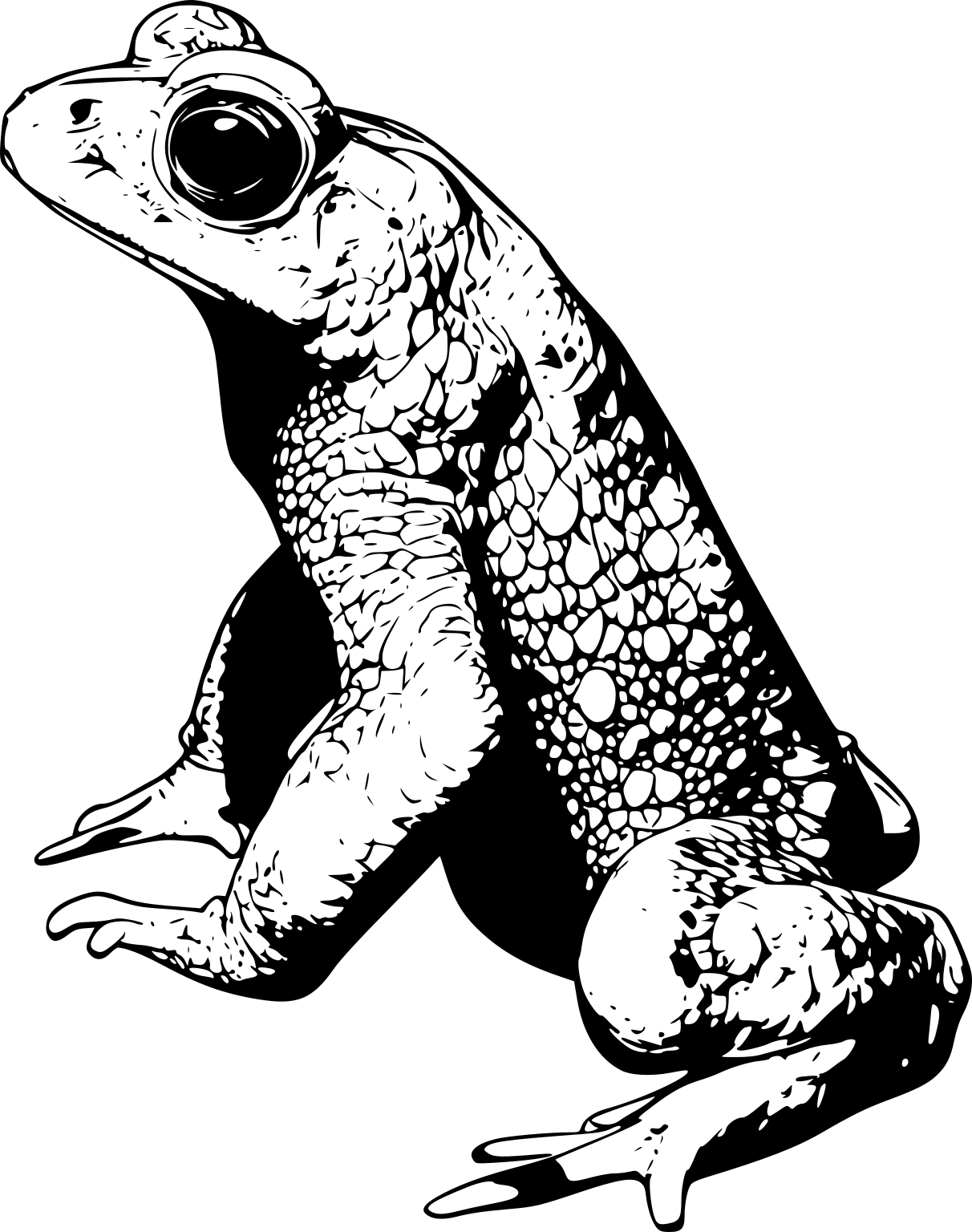Duttaphrynus brevirostris