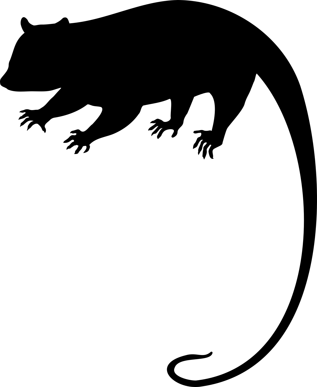 Caluromysiops irrupta