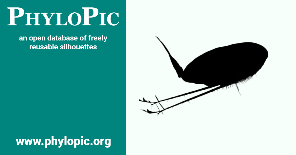 Calanus finmarchicus by Niall McGinty (CC0 1.0) PhyloPic