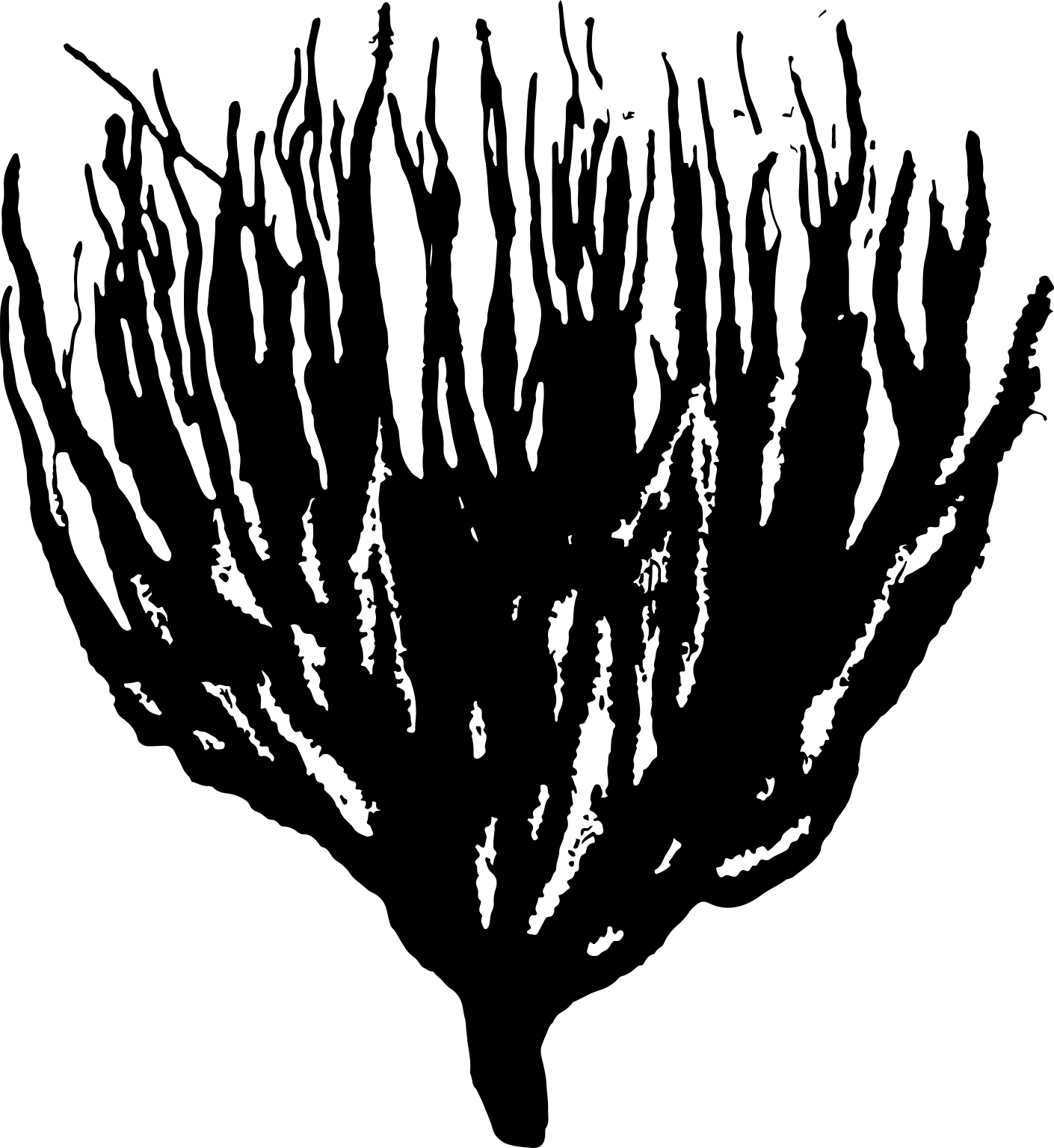 Eunicella labiata