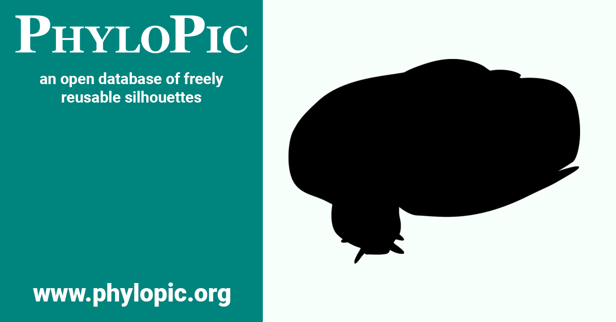 Eptatretus stoutii (CC0 1.0) PhyloPic