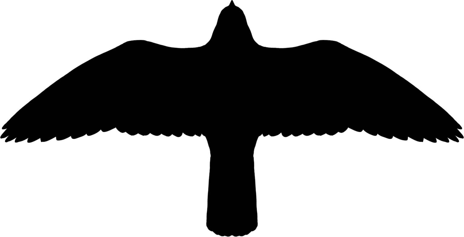 Falco rusticolus