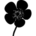 Ranunculaceae