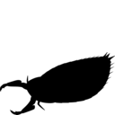 Parioscorpio venator
