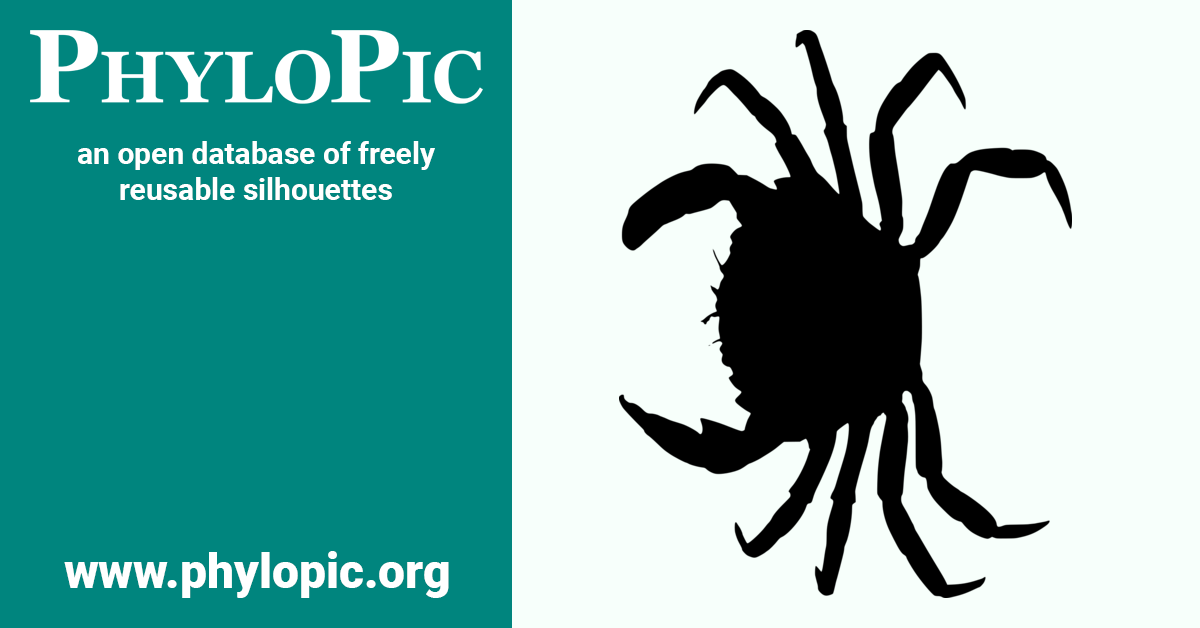 Carcinus maenas by Caleb M. Gordon (CC0 1.0) - PhyloPic