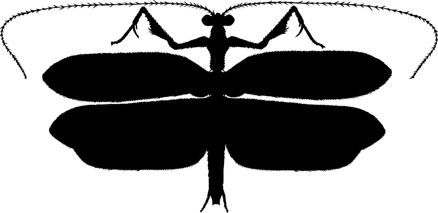 Bantia fusca