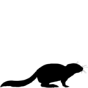 Mesodma formosa