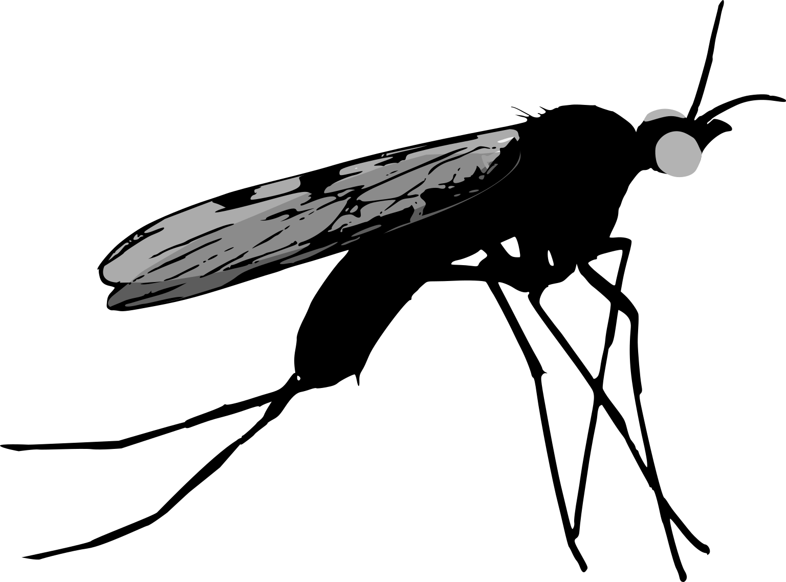 Sylvicola