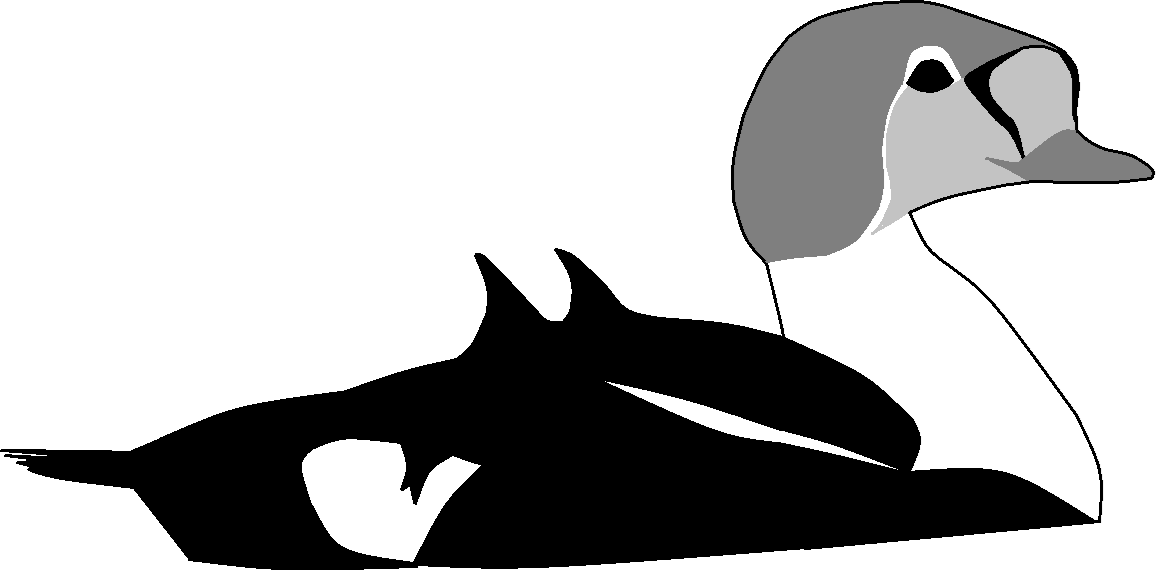 Somateria spectabilis