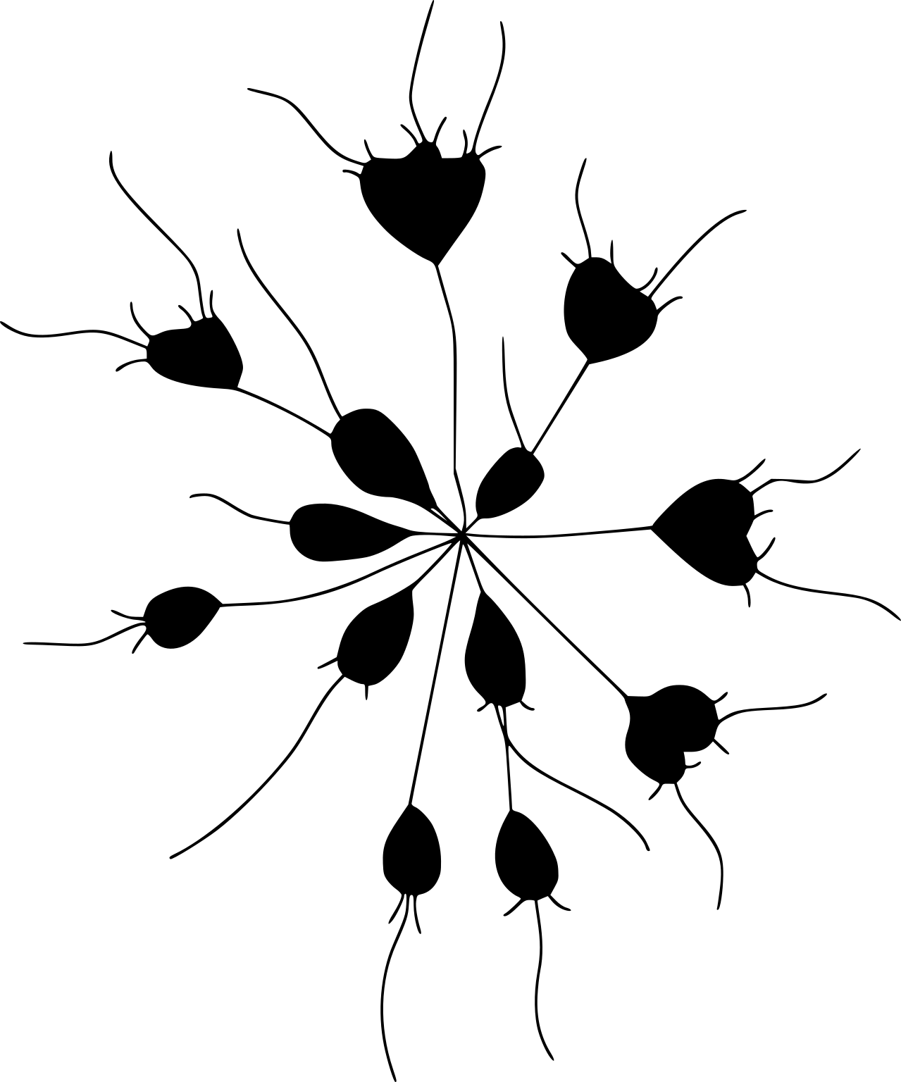 Astrosiga radiata