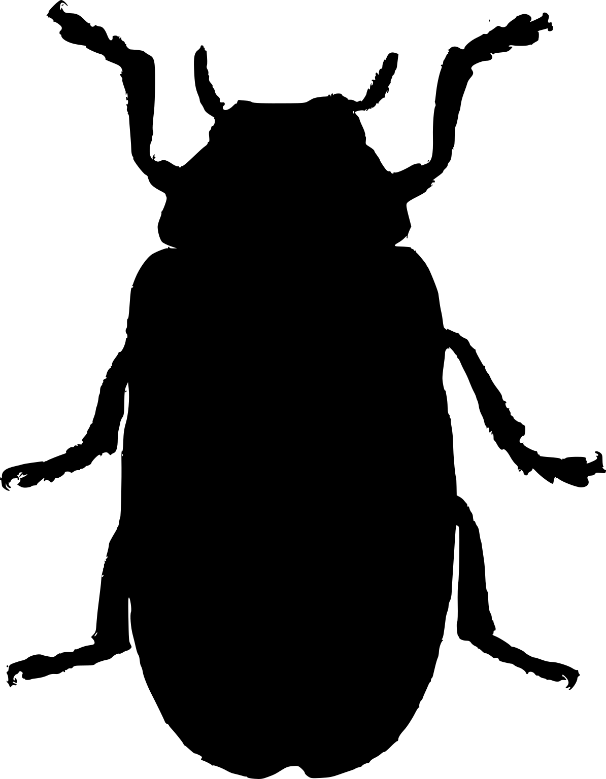 Clytra laeviuscula