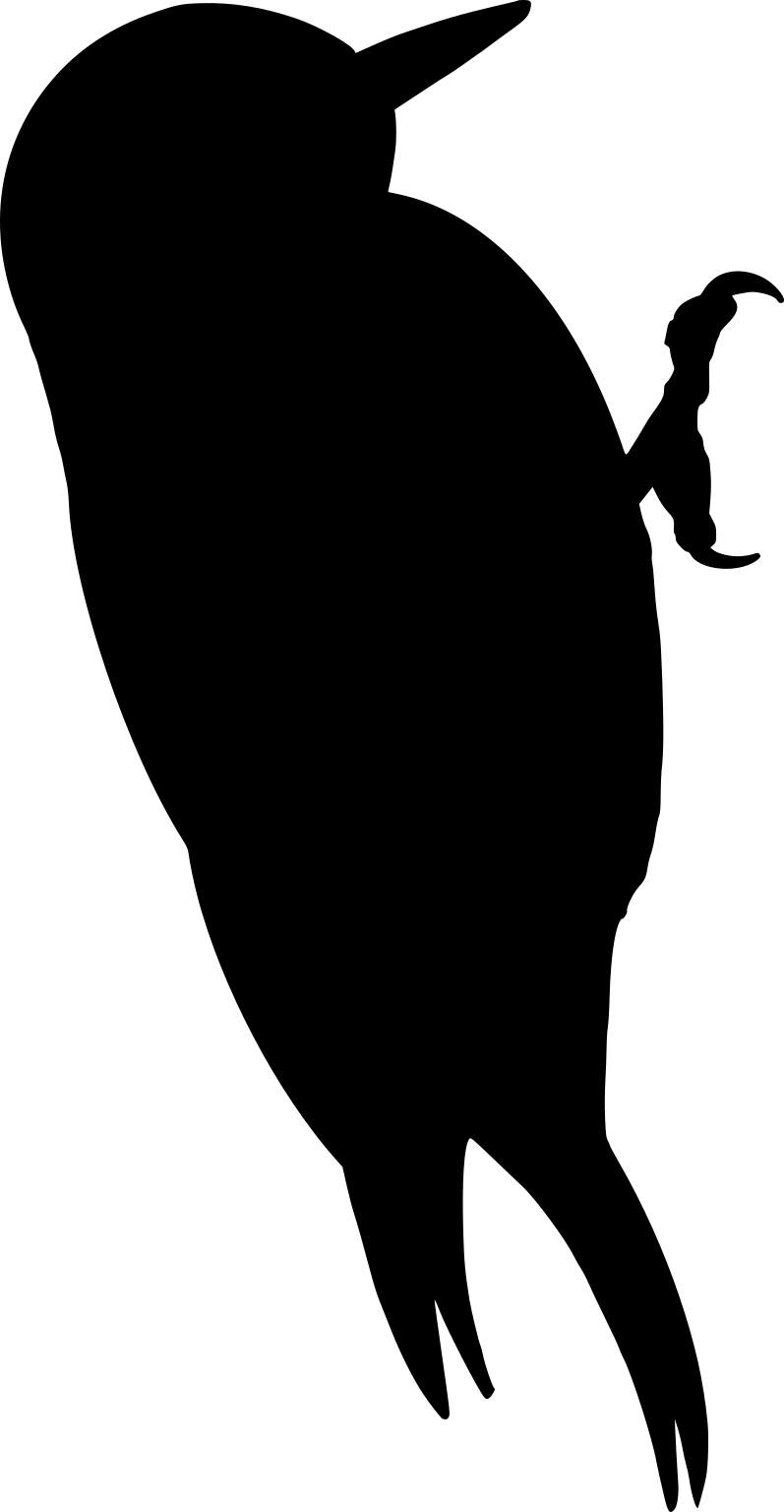 Melanerpes erythrocephalus