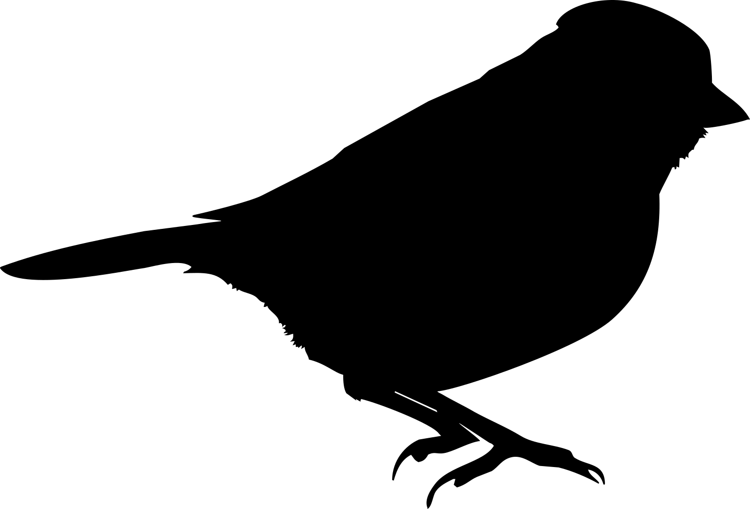 Melospiza melodia