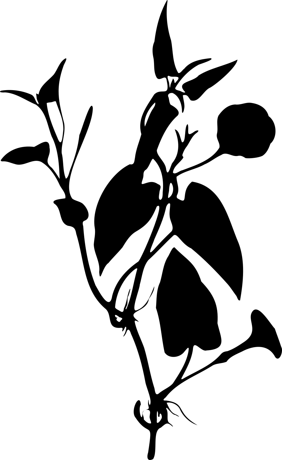 Ipomoea aquatica