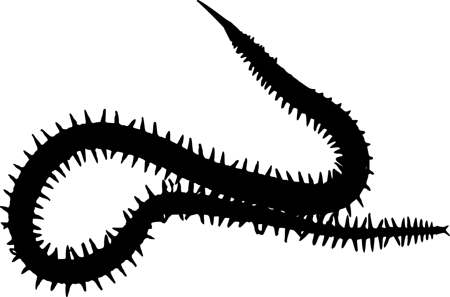 Glycera