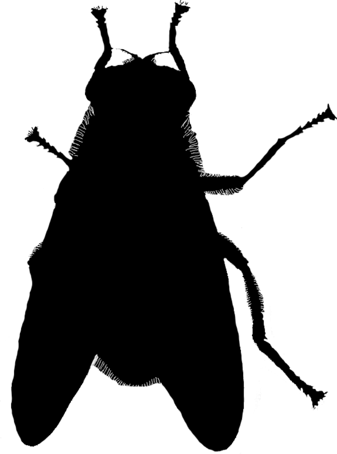 Sericomyia superbiens