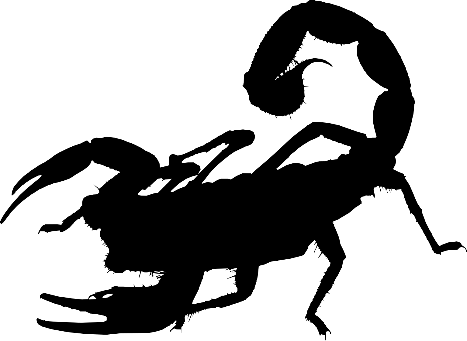 Hadrurus arizonensis