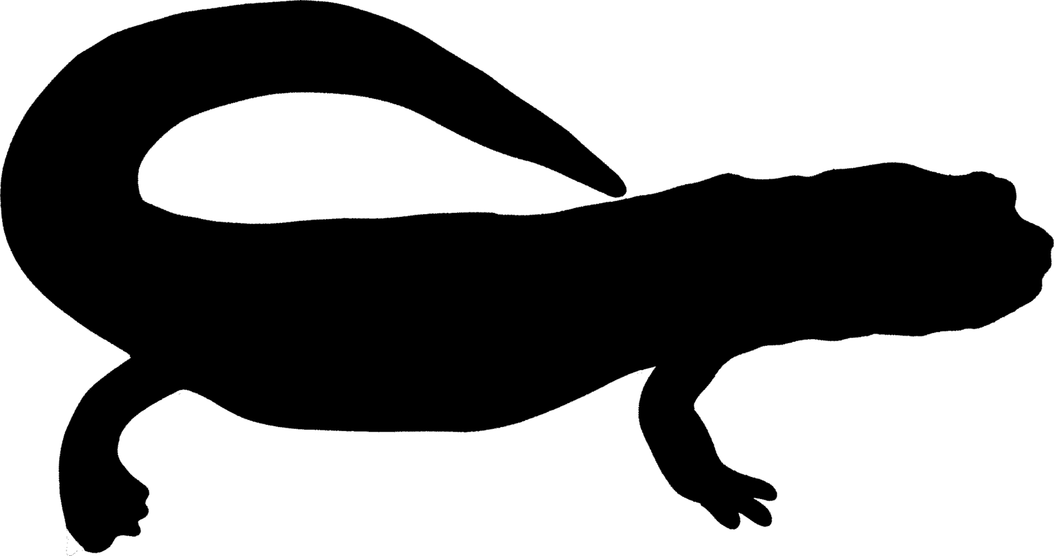 Pseudoeurycea boneti