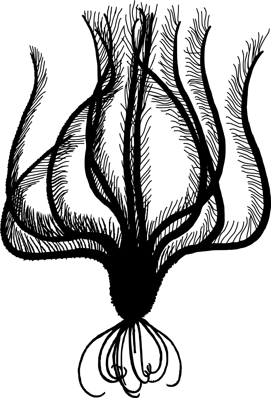 Thalassometra