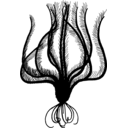 Thalassometra