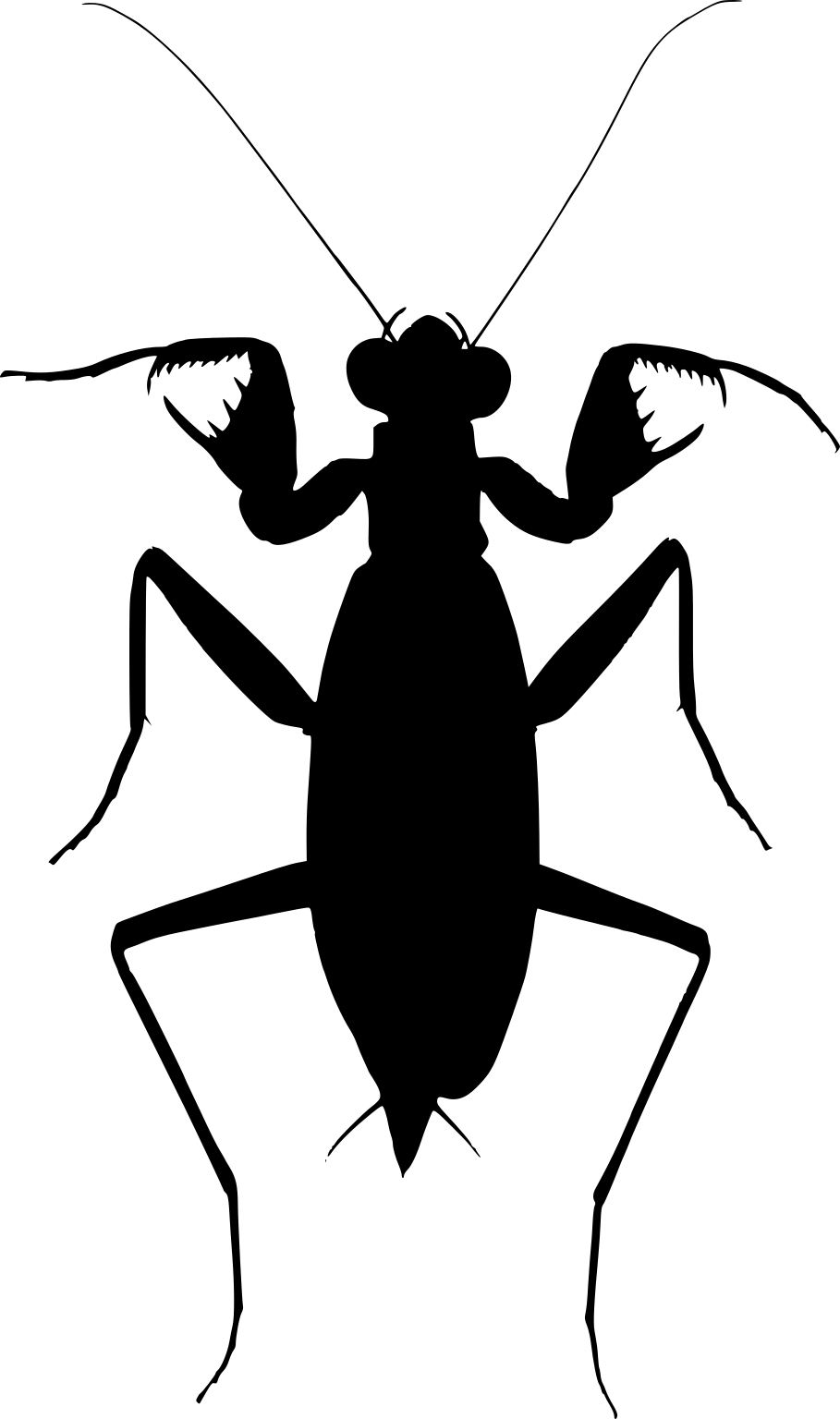 Metallyticus splendidus