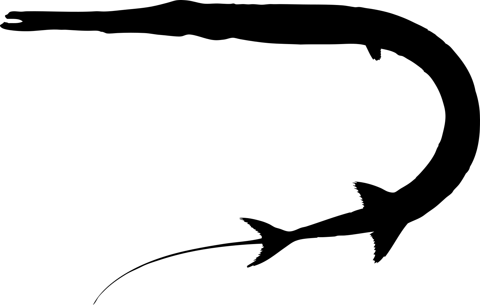 Fistularia tabacaria
