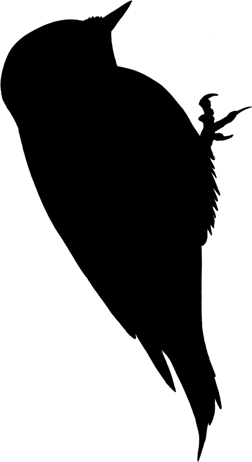 Dryobates pubescens